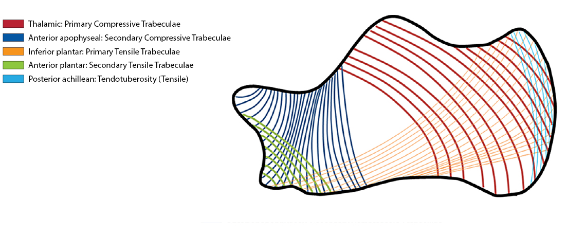 Hypodense Calcaneal Region Figure 3